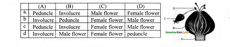 Samacheer Kalvi 11th Bio Botany Chapter 4 Reproductive Morphology 26