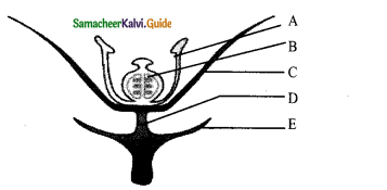 Samacheer Kalvi 11th Bio Botany Chapter 4 Reproductive Morphology 27