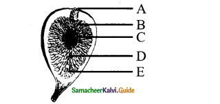 Samacheer Kalvi 11th Bio Botany Chapter 4 Reproductive Morphology 29