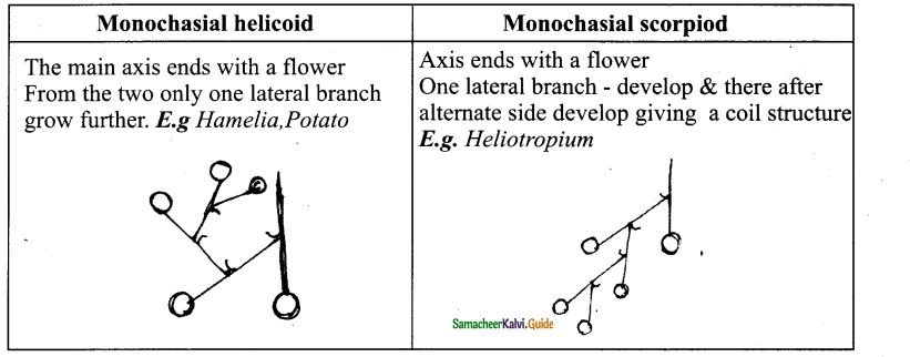 Samacheer Kalvi 11th Bio Botany Chapter 4 Reproductive Morphology 33