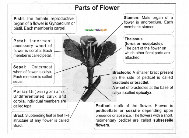 Samacheer Kalvi 11th Bio Botany Chapter 4 Reproductive Morphology 38