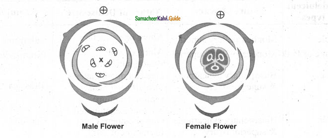 Samacheer Kalvi 11th Bio Botany Chapter 4 Reproductive Morphology 40