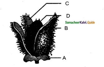 Samacheer Kalvi 11th Bio Botany Chapter 5 Taxonomy and Systematic Botany 15
