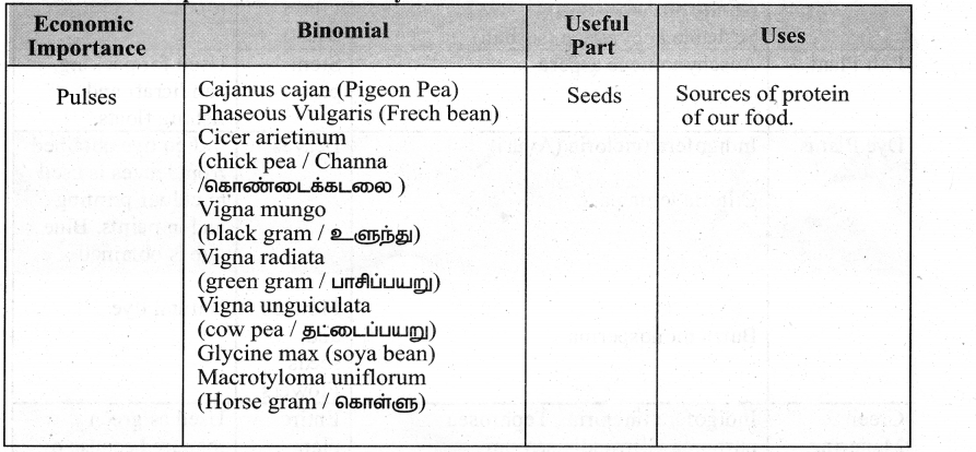 Samacheer Kalvi 11th Bio Botany Chapter 5 Taxonomy and Systematic Botany 32