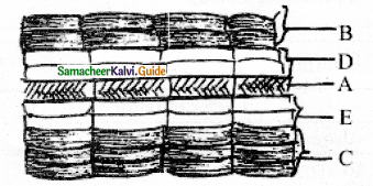 Samacheer Kalvi 11th Bio Botany Guide Chapter 10 Secondary Growth 5