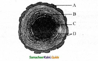Samacheer Kalvi 11th Bio Botany Guide Chapter 10 Secondary Growth 6