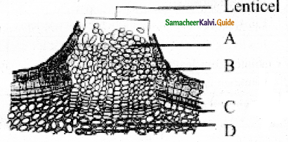 Samacheer Kalvi 11th Bio Botany Guide Chapter 10 Secondary Growth 8