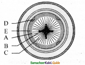 Samacheer Kalvi 11th Bio Botany Guide Chapter 10 Secondary Growth 9