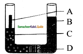 Samacheer Kalvi 11th Bio Botany Guide Chapter 11 Transport in Plants 13