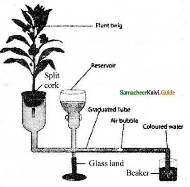 Samacheer Kalvi 11th Bio Botany Guide Chapter 11 Transport in Plants 21