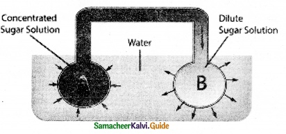 Samacheer Kalvi 11th Bio Botany Guide Chapter 11 Transport in Plants 22