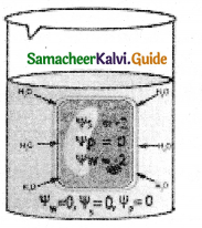 Samacheer Kalvi 11th Bio Botany Guide Chapter 11 Transport in Plants 3