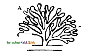 Samacheer Kalvi 11th Bio Botany Guide Chapter 12 Mineral Nutrition 12