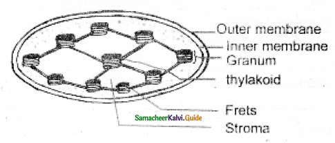 Samacheer Kalvi 11th Bio Botany Guide Chapter 13 Photosynthesis 8