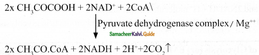 Samacheer Kalvi 11th Bio Botany Guide Chapter 14 Respiration 11