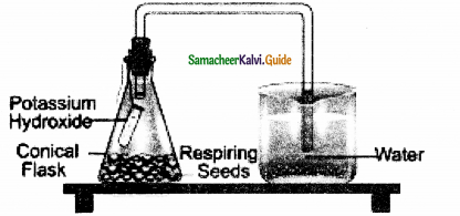 Samacheer Kalvi 11th Bio Botany Guide Chapter 14 Respiration 14