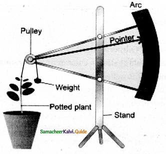Samacheer Kalvi 11th Bio Botany Guide Chapter 15 Plant Growth and Development 10