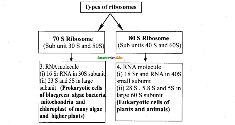 Samacheer Kalvi 11th Bio Botany Guide Chapter 6 Cell The Unit of Life 11