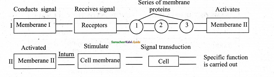 Samacheer Kalvi 11th Bio Botany Guide Chapter 6 Cell The Unit of Life 12