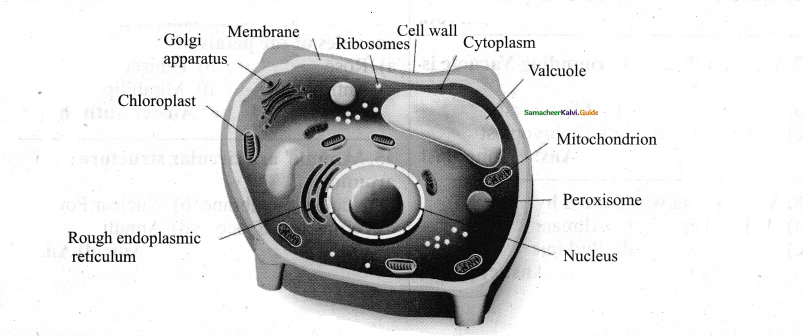 Samacheer Kalvi 11th Bio Botany Guide Chapter 6 Cell The Unit of Life 2
