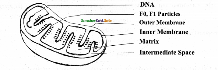 Samacheer Kalvi 11th Bio Botany Guide Chapter 6 Cell The Unit of Life 23