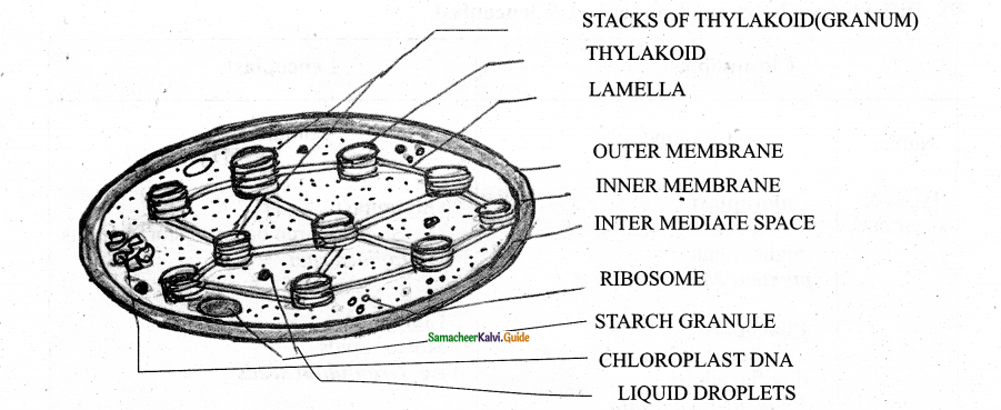 Samacheer Kalvi 11th Bio Botany Guide Chapter 6 Cell The Unit of Life 24
