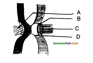 Samacheer Kalvi 11th Bio Botany Guide Chapter 7 Cell Cycle 13