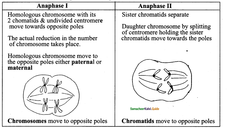 Samacheer Kalvi 11th Bio Botany Guide Chapter 7 Cell Cycle 14