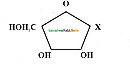 Samacheer Kalvi 11th Bio Botany Guide Chapter 8 Biomolecules 1