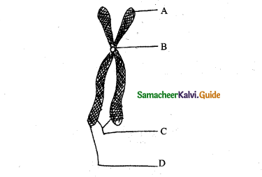 Samacheer Kalvi 11th Bio Botany Guide Chapter 8 Biomolecules 14