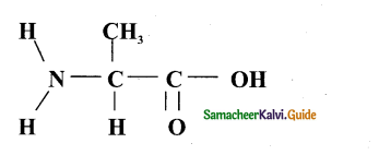 Samacheer Kalvi 11th Bio Botany Guide Chapter 8 Biomolecules 4