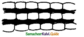 Samacheer Kalvi 11th Bio Botany Guide Chapter 9 Tissue and Tissue System 14