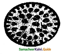 Samacheer Kalvi 11th Bio Botany Guide Chapter 9 Tissue and Tissue System 15