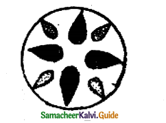 Samacheer Kalvi 11th Bio Botany Guide Chapter 9 Tissue and Tissue System 16
