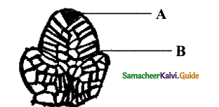 Samacheer Kalvi 11th Bio Botany Guide Chapter 9 Tissue and Tissue System 19