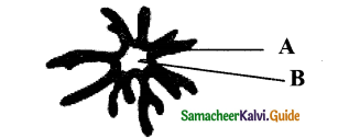 Samacheer Kalvi 11th Bio Botany Guide Chapter 9 Tissue and Tissue System 22
