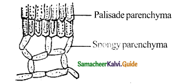 Samacheer Kalvi 11th Bio Botany Guide Chapter 9 Tissue and Tissue System 24