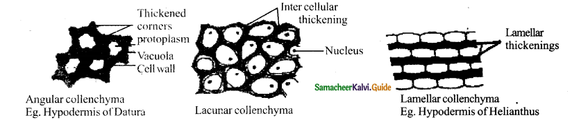 Samacheer Kalvi 11th Bio Botany Guide Chapter 9 Tissue and Tissue System 25