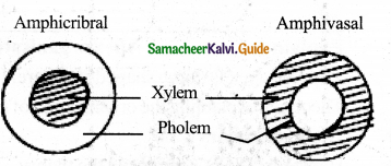 Samacheer Kalvi 11th Bio Botany Guide Chapter 9 Tissue and Tissue System 28