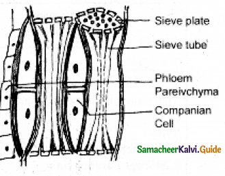 Samacheer Kalvi 11th Bio Botany Guide Chapter 9 Tissue and Tissue System 32