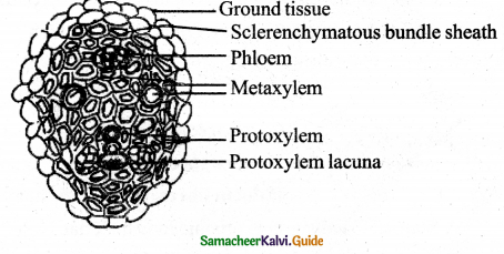 Samacheer Kalvi 11th Bio Botany Guide Chapter 9 Tissue and Tissue System 36