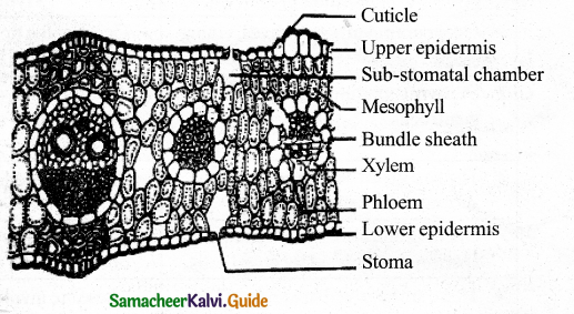 Samacheer Kalvi 11th Bio Botany Guide Chapter 9 Tissue and Tissue System 39
