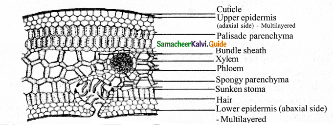 Samacheer Kalvi 11th Bio Botany Guide Chapter 9 Tissue and Tissue System 40