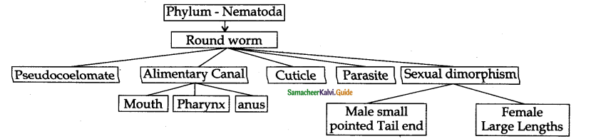 Samacheer Kalvi 11th Bio Zoology Guide Chapter 2 Kingdom Animalia 2