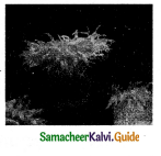 Samacheer Kalvi 11th Bio Zoology Guide Chapter 2 Kingdom Animalia 3