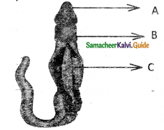 Samacheer Kalvi 11th Bio Zoology Guide Chapter 2 Kingdom Animalia 8