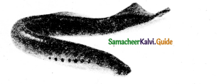 Samacheer Kalvi 11th Bio Zoology Guide Chapter 2 Kingdom Animalia 9
