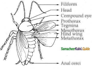 Samacheer Kalvi 11th Bio Zoology Guide Chapter 4 Organ and Organ Systems in Animals 11