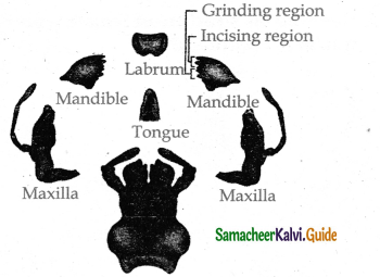 Samacheer Kalvi 11th Bio Zoology Guide Chapter 4 Organ and Organ Systems in Animals 12