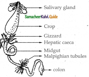 Samacheer Kalvi 11th Bio Zoology Guide Chapter 4 Organ and Organ Systems in Animals 13